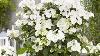 A New Species Of Hydrangea Fairytrail Bride Great Garden Plants Proven Winners