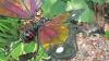 Decorative Butterfly U0026 Dragonfly Metal Garden Stakes Palmate Lawn Decor