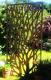 Clôture Idéale En Acier D'écran D'arbre En Métal De Jardin En Métal Rustique Magnifique De 1.8m De Hauteur