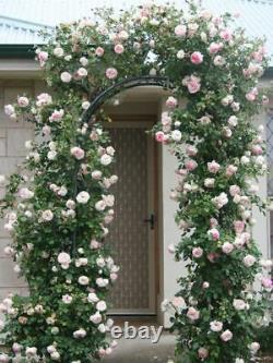 White Metal Garden Arch Pour Roses Superbe Ornée Mariage Arch Pergola Nouveau Top